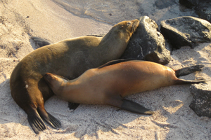 Galapagos Seals